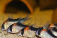 Лот: 17791163. Фото: 2. Сомик Коридорас Адольфа (Corydoras... Аквариумистика