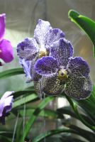 Лот: 8714619. Фото: 7. ОРХИдариум – проверенное решение...