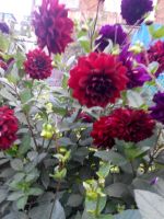 Лот: 8182844. Фото: 3. георгины разные цвета,кусты полностью... Для дачи, дома, огорода, бани, парка