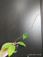 Лот: 10373937. Фото: 4. хойя (epc 464) h. sp. Chicken... Красноярск