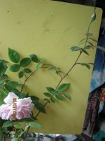 Лот: 5721772. Фото: 2. роза цветет розовым. Комнатные растения и уход