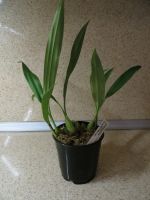 Лот: 11588849. Фото: 2. Орхидея Целогина Coelogyne huettneriana. Комнатные растения и уход