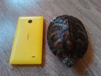 Лот: 6623870. Фото: 6. Красноухая пресноводная черепаха