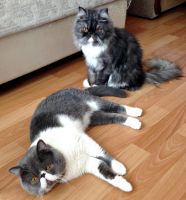 Лот: 7352519. Фото: 5. Продам котенка персидская экзот...