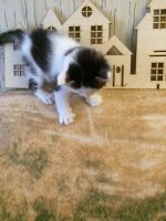 Лот: 18122765. Фото: 2. Котёнок пушистик - неутомимый... Животные и уход