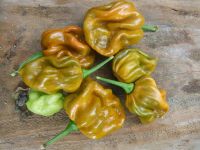 Лот: 11414700. Фото: 2. Семена Habanero Mustard, Хабанеро... Семена, рассада, садовые растения