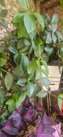 Лот: 25594964. Фото: 2. Пеперомия куадрангулярис / Peperomia... Комнатные растения и уход
