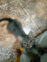 Лот: 12142945. Фото: 4. отдам котят. Красноярск