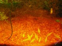 Лот: 643236. Фото: 3. молодь лабидохромис еллоу(фото... Растения и животные