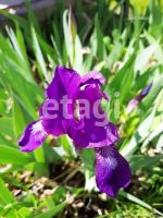 Лот: 25294143. Фото: 14. 2-комн. дача , садоводческое некоммерческое...