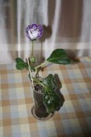 Лот: 5282203. Фото: 3. Глоксиния (тигрина синяя) цветет. Растения и животные