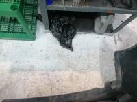 Лот: 14475151. Фото: 3. Бампер Приора хэчбек. Авто, мото, водный транспорт