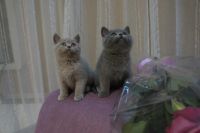 Лот: 5006056. Фото: 2. Британский короткошерстный котик. Животные и уход