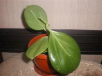 Лот: 2486877. Фото: 2. Hoya PACHYCLADA. Комнатные растения и уход