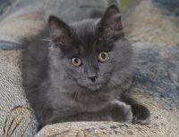 Лот: 4268184. Фото: 3. Котёнок. Растения и животные
