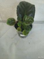 Лот: 11720350. Фото: 4. Сенполия ЕК- Дыхание грозы ( ук... Красноярск