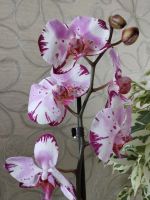 Лот: 12121233. Фото: 7. Орхидея фаленопсис (цветёт).