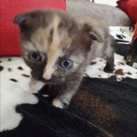Лот: 2178540. Фото: 2. котенок шотландская вислоухая... Животные и уход