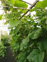 Лот: 23274298. Фото: 2. огурец свежий. Продукты