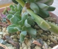 Лот: 16104009. Фото: 2. Эхеверия топси-турви. Комнатные растения и уход