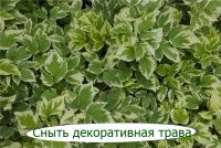 Лот: 21173672. Фото: 4. Мелиса, мята. Красноярск
