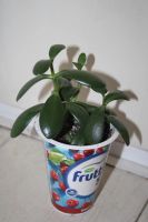 Лот: 6965786. Фото: 2. Денежное дерево (толстянка). Комнатные растения и уход