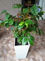 Лот: 13371010. Фото: 6. Растение взрослое Кофейное дерево...