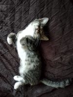 Лот: 14562733. Фото: 2. Котик. Животные и уход