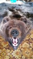 Лот: 7789695. Фото: 2. Шкура медведя (обмен на авто). Охота