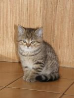 Лот: 3663007. Фото: 3. Британский котенок карат (элитный... Растения и животные