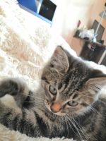 Лот: 16300481. Фото: 3. Котенок ( папа вислоухий шотландец... Растения и животные
