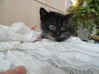 Лот: 6145374. Фото: 2. Котёнок Боня. Животные и уход