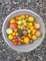 Лот: 25709793. Фото: 2. Помидоры черри 3 л. Продукты