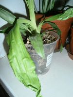 Лот: 8437482. Фото: 3. Орхидея Зигопеталум. Растения и животные