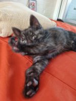 Лот: 10304713. Фото: 3. Котята полубобтейлы. Растения и животные
