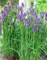 Лот: 16246423. Фото: 2. Ирис Сибирский фиолетовый и синий. Семена, рассада, садовые растения