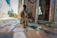 Лот: 5673757. Фото: 3. Отдам кафель. Б.у. голубой с зеленым... Строительство и ремонт