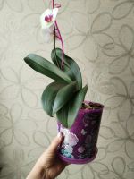 Лот: 22216743. Фото: 5. Орхидея фаленопсис