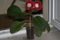 Лот: 3194686. Фото: 3. Глоксиния 29. Растения и животные