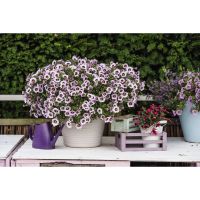 Лот: 15613336. Фото: 3. Калибрахоа Hula lavender. Для дачи, дома, огорода, бани, парка