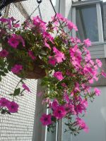 Лот: 3877373. Фото: 2. Сурфиния - гибридная петуния Rose... Комнатные растения и уход