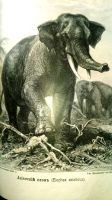 Лот: 18805274. Фото: 9. Брэм А.Э. Жизнь животных. 3 тома...
