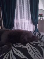 Лот: 6321217. Фото: 7. Тюль со звёздочками Тересе ИКЕА...