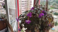 Лот: 13821307. Фото: 2. Ахимнес Purple King. Комнатные растения и уход