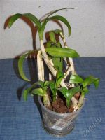 Лот: 1338663. Фото: 2. орхидея дендробиум Den.Yashiga... Комнатные растения и уход