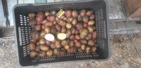 Лот: 20519541. Фото: 2. Картофель мелочь. Продукты
