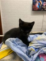 Лот: 16366359. Фото: 2. Котята. Животные и уход