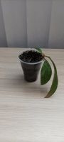 Лот: 19305113. Фото: 4. Хойя Hoya phuwuaensis (Hoya sp... Красноярск
