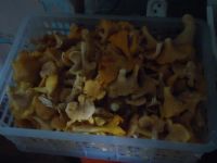 Лот: 10075938. Фото: 2. грибы лисички. Продукты