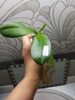 Лот: 16373821. Фото: 4. Орхидея Фаленопсис сорт Octopus. Красноярск